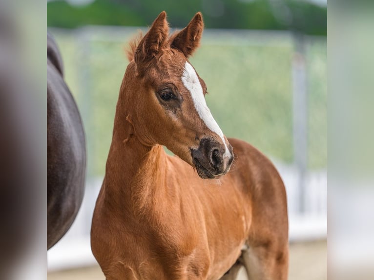 Deutsches Reitpony Hengst Fohlen (05/2026) Dunkelfuchs in Mnster-Handorf