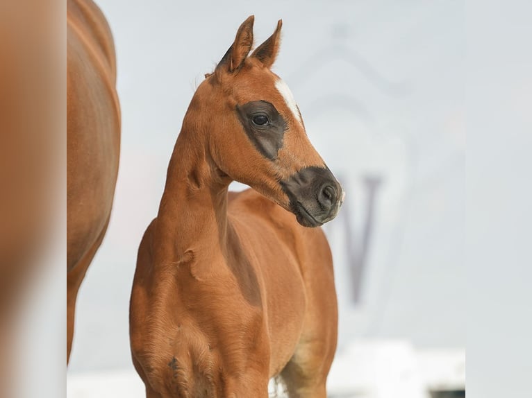 Deutsches Reitpony Hengst Fohlen (04/2024) Dunkelfuchs in Münster-Handorf