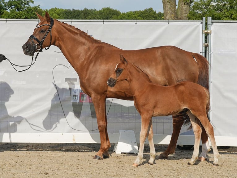 Deutsches Reitpony Hengst Fohlen (04/2024) Dunkelfuchs in Münster-Handorf