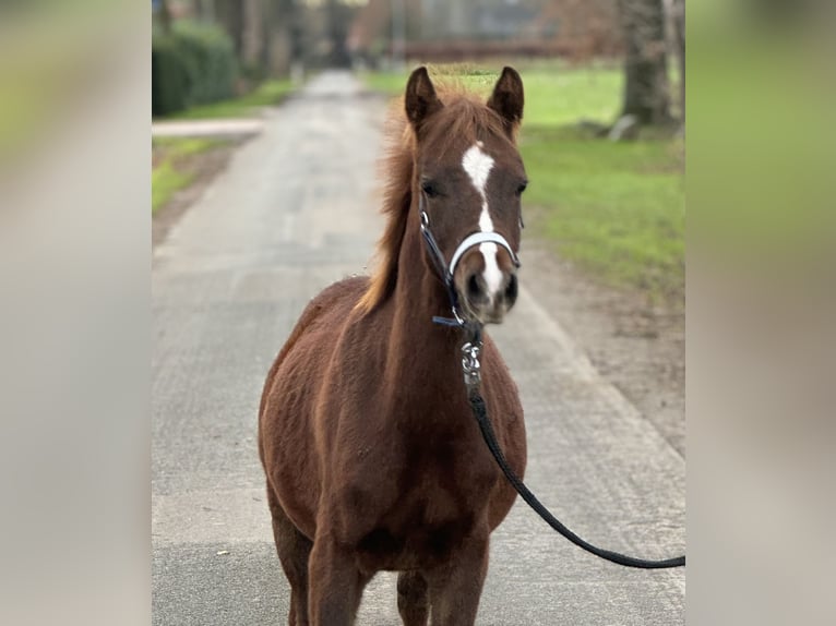 Deutsches Reitpony Hengst Fohlen (05/2024) Dunkelfuchs in Neuenkirchen-Vörden