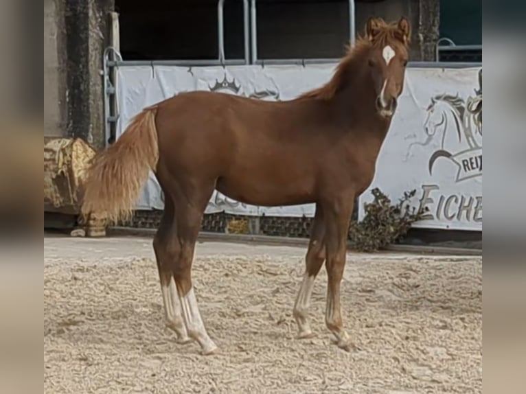 Deutsches Reitpony Hengst Fohlen (04/2026) Dunkelfuchs in Bad König