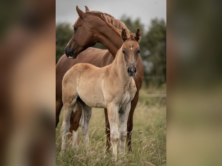 Deutsches Reitpony Hengst Fohlen (05/2025) Dunkelfuchs in Buxtehude