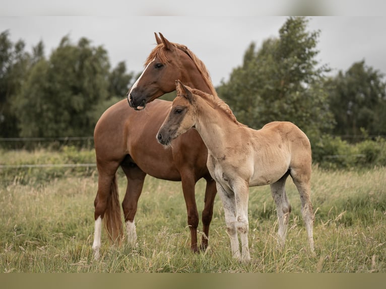 Deutsches Reitpony Hengst Fohlen (05/2025) Dunkelfuchs in Buxtehude