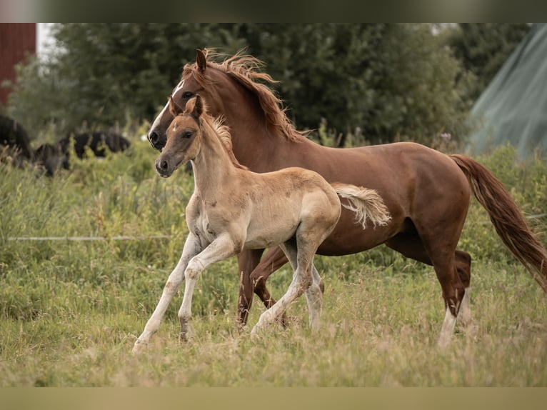 Deutsches Reitpony Hengst Fohlen (05/2025) Dunkelfuchs in Buxtehude