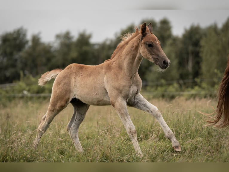 Deutsches Reitpony Hengst Fohlen (05/2025) Dunkelfuchs in Buxtehude