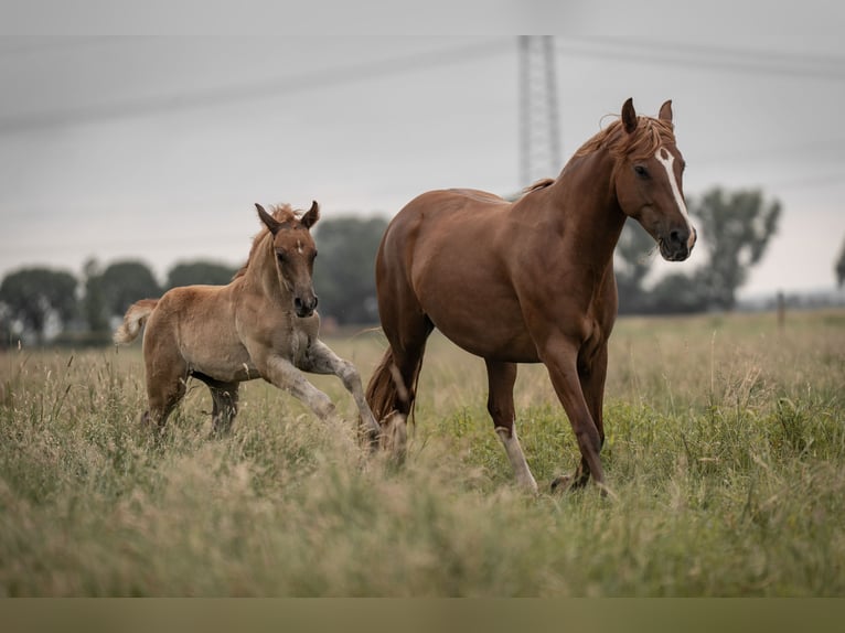 Deutsches Reitpony Hengst Fohlen (05/2025) Dunkelfuchs in Buxtehude