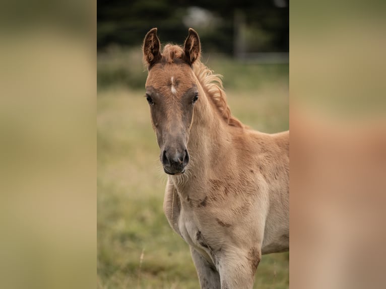 Deutsches Reitpony Hengst Fohlen (05/2025) Dunkelfuchs in Buxtehude