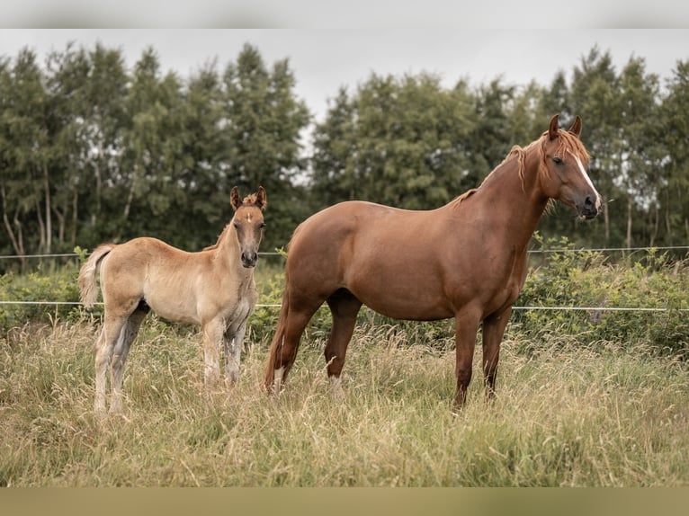 Deutsches Reitpony Hengst Fohlen (05/2025) Dunkelfuchs in Buxtehude
