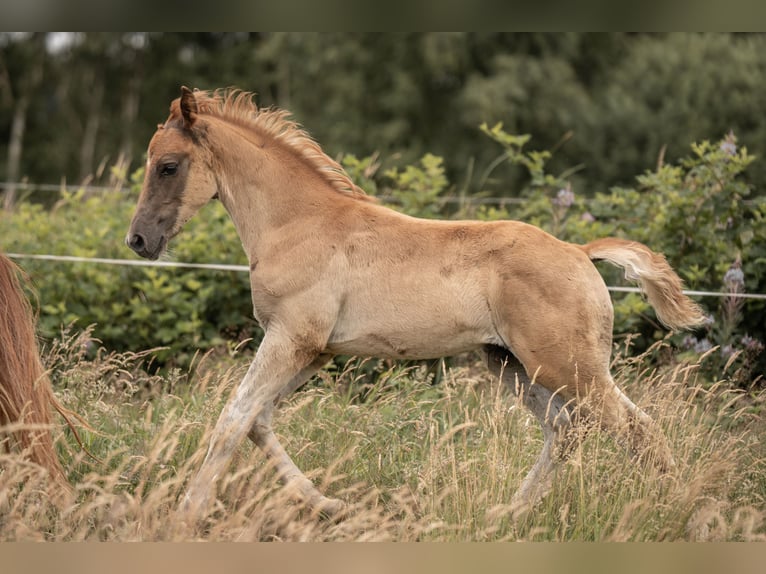 Deutsches Reitpony Hengst Fohlen (05/2025) Dunkelfuchs in Buxtehude