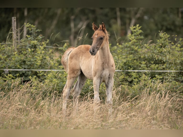 Deutsches Reitpony Hengst Fohlen (05/2025) Dunkelfuchs in Buxtehude