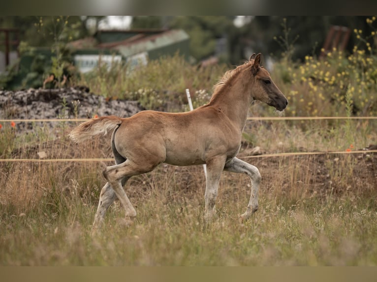 Deutsches Reitpony Hengst Fohlen (05/2025) Dunkelfuchs in Buxtehude