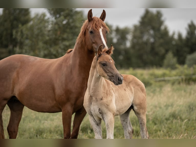 Deutsches Reitpony Hengst Fohlen (05/2025) Dunkelfuchs in Buxtehude
