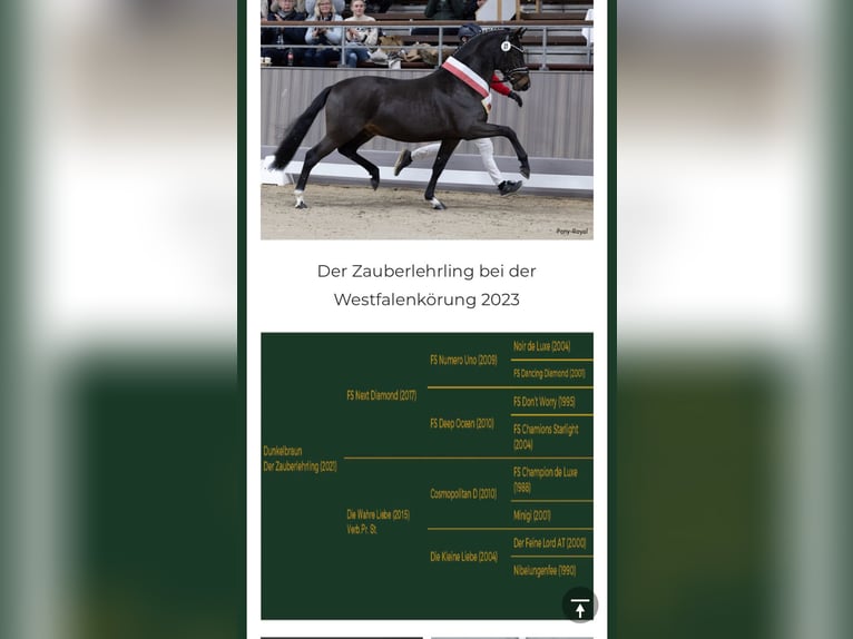 Deutsches Reitpony Hengst Fohlen (01/2025) Dunkelfuchs in Flintbek
