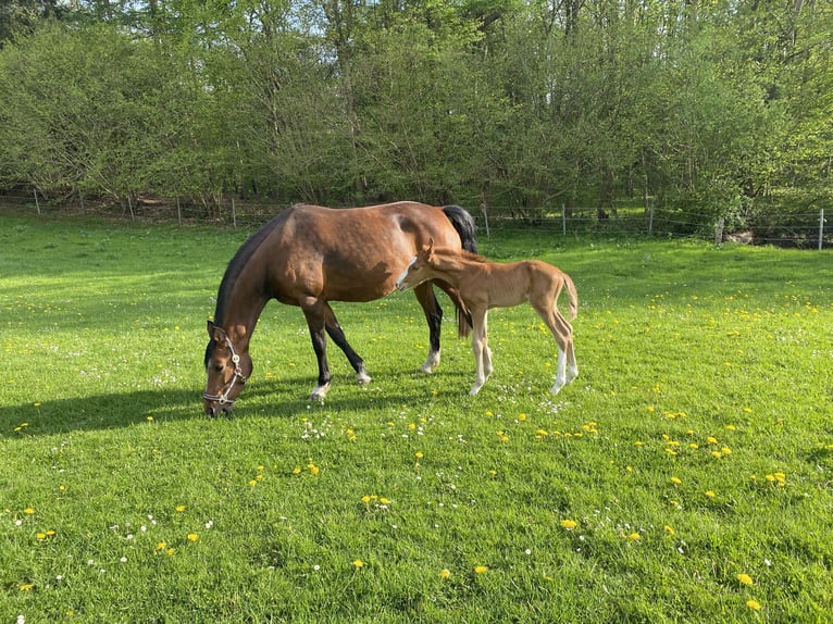 Deutsches Reitpony Hengst Fohlen (01/2025) Dunkelfuchs in Flintbek