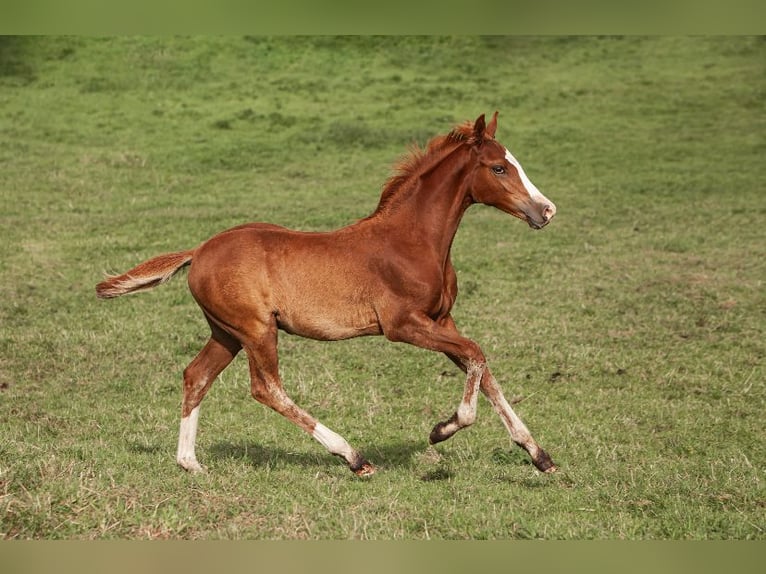 Deutsches Reitpony Hengst Fohlen (01/2025) Dunkelfuchs in Flintbek