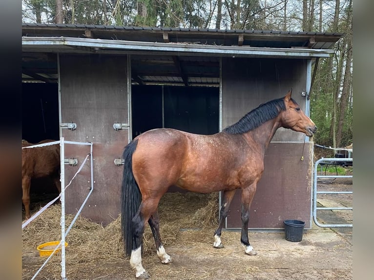 Deutsches Reitpony Hengst Fohlen (01/2025) Dunkelfuchs in Flintbek