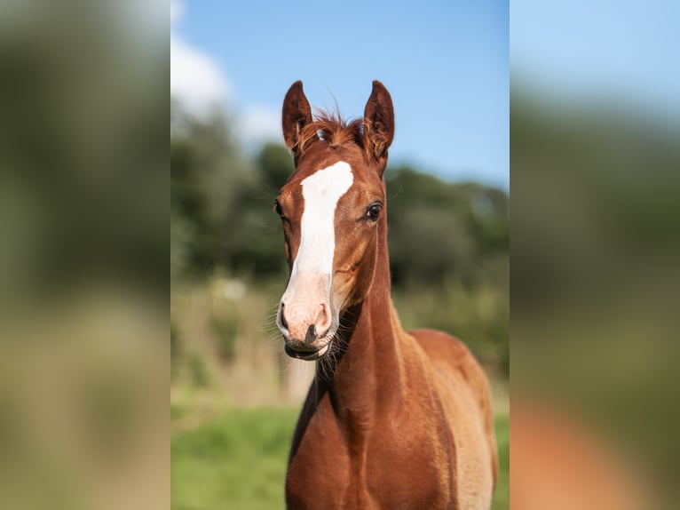 Deutsches Reitpony Hengst Fohlen (01/2025) Dunkelfuchs in Flintbek
