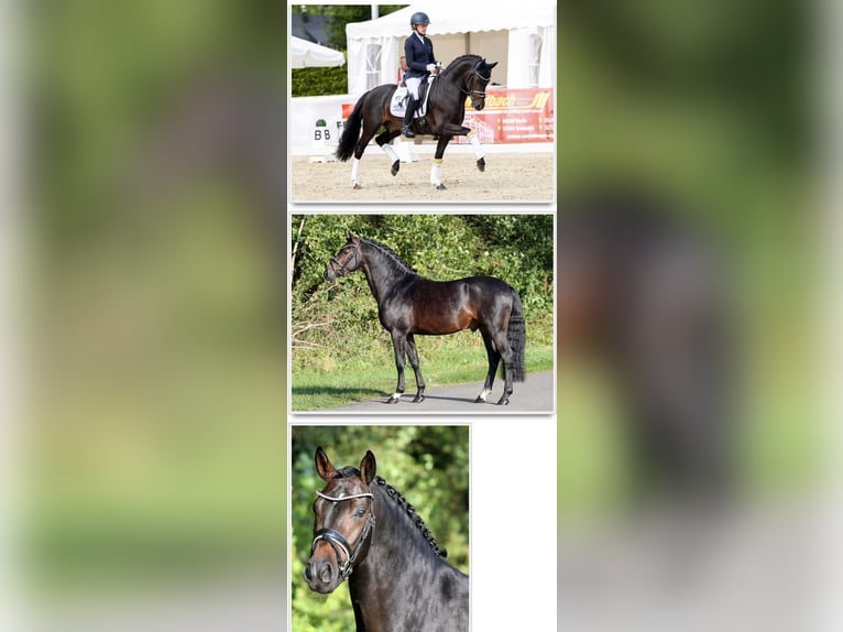 Deutsches Reitpony Hengst Fohlen (01/2025) Dunkelfuchs in Flintbek