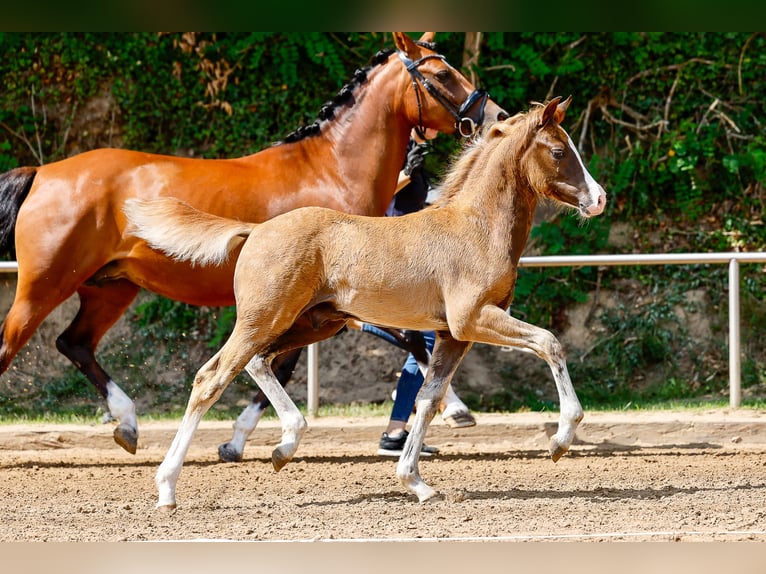 Deutsches Reitpony Hengst Fohlen (05/2025) Dunkelfuchs in Stemwede