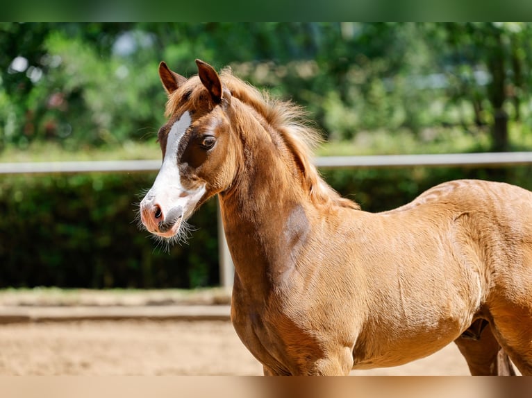 Deutsches Reitpony Hengst Fohlen (05/2025) Dunkelfuchs in Stemwede