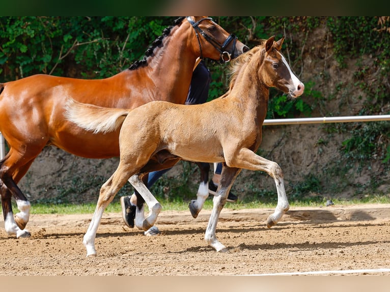 Deutsches Reitpony Hengst Fohlen (05/2025) Dunkelfuchs in Stemwede