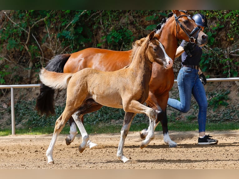 Deutsches Reitpony Hengst Fohlen (05/2025) Dunkelfuchs in Stemwede