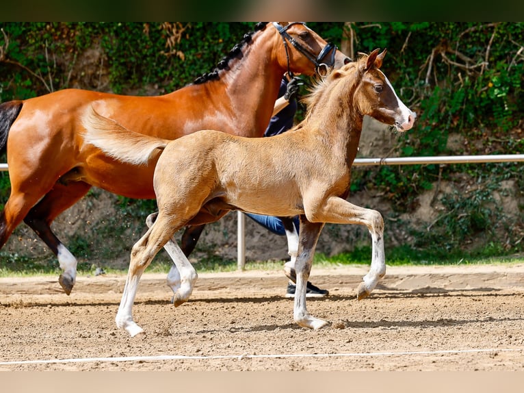 Deutsches Reitpony Hengst Fohlen (05/2025) Dunkelfuchs in Stemwede