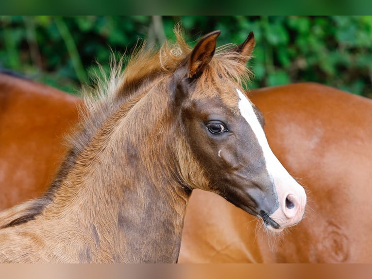 Deutsches Reitpony Hengst Fohlen (05/2025) Dunkelfuchs in Stemwede