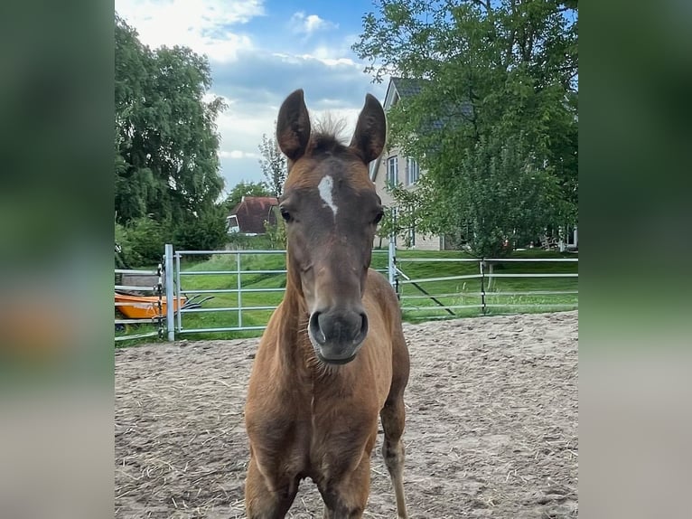 Deutsches Reitpony Hengst Fohlen (04/2024) Dunkelfuchs in Bienenbüttel