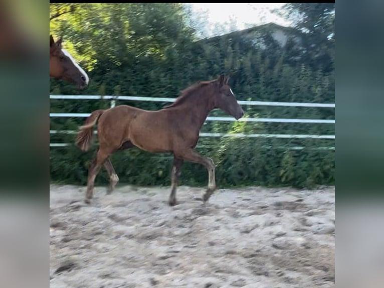 Deutsches Reitpony Hengst Fohlen (04/2024) Dunkelfuchs in Bienenbüttel