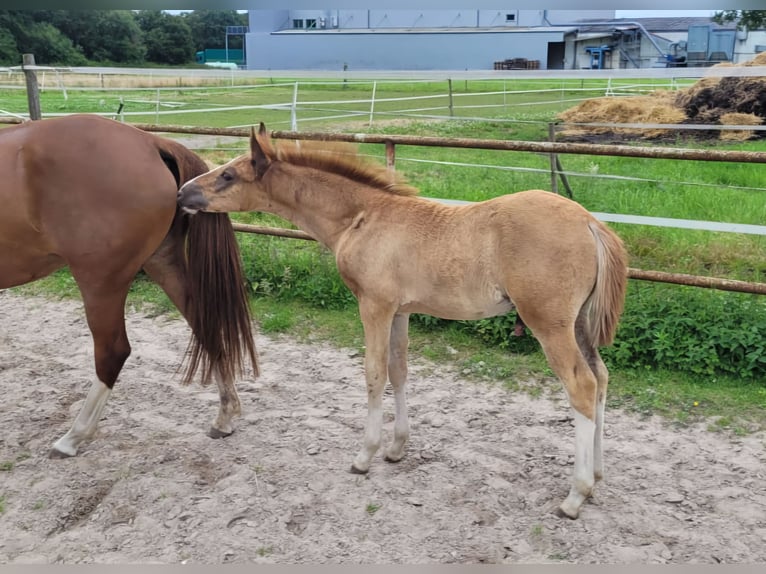 Deutsches Reitpony Hengst Fohlen (04/2024) Dunkelfuchs in Straelen