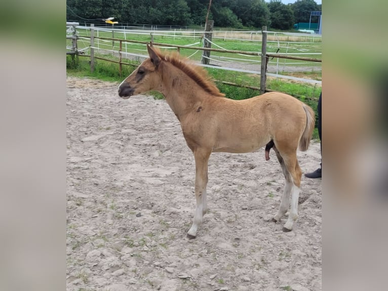 Deutsches Reitpony Hengst Fohlen (04/2024) Dunkelfuchs in Straelen