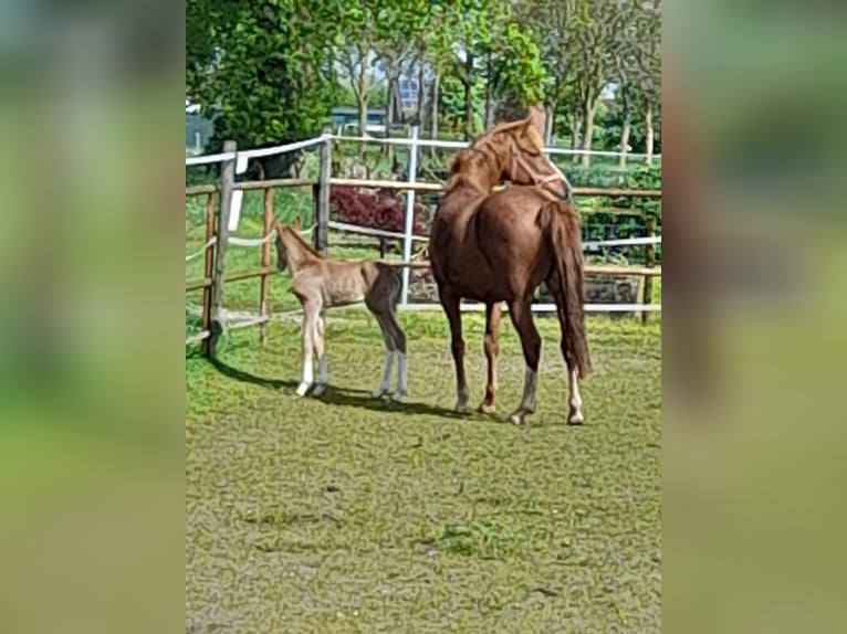 Deutsches Reitpony Hengst Fohlen (04/2024) Dunkelfuchs in Straelen