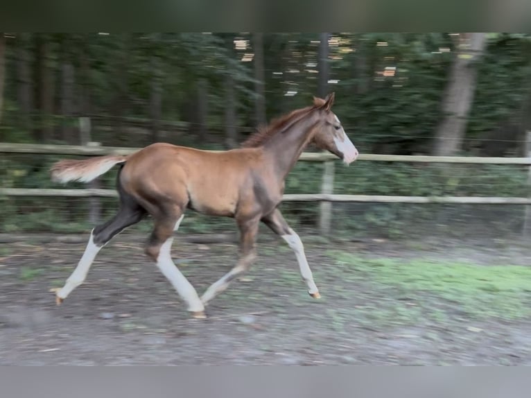 Deutsches Reitpony Hengst Fohlen (05/2026) Dunkelfuchs in Warendorf