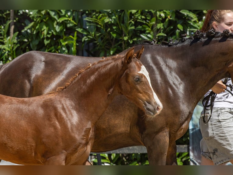 Deutsches Reitpony Hengst Fohlen (04/2026) Dunkelfuchs in Alfhausen