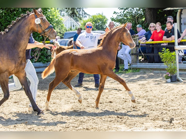 Deutsches Reitpony Hengst Fohlen (04/2026) Dunkelfuchs in Alfhausen