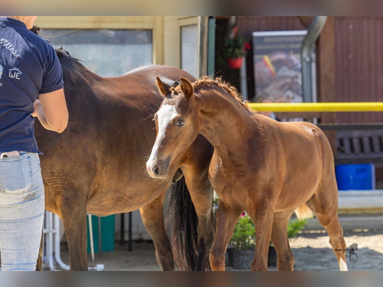 Deutsches Reitpony Hengst Fohlen (04/2026) Dunkelfuchs in Alfhausen