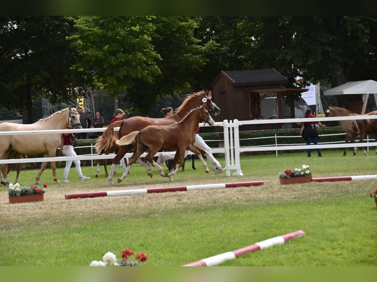 Deutsches Reitpony Hengst Fohlen (02/2026) Dunkelfuchs in WegelebenWegeleben