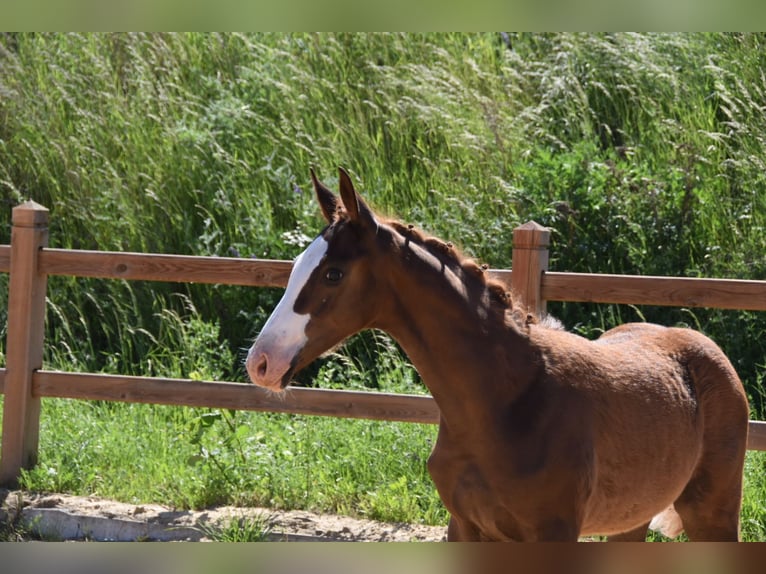 Deutsches Reitpony Hengst Fohlen (02/2026) Dunkelfuchs in WegelebenWegeleben