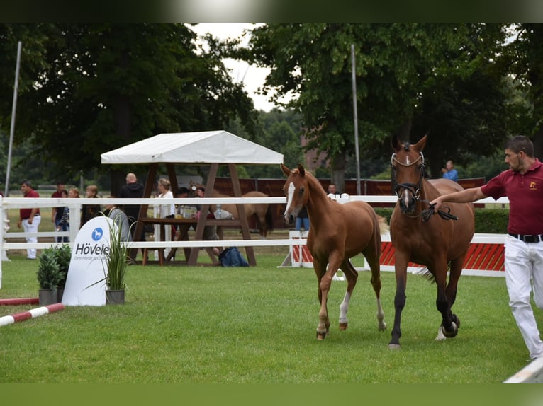 Deutsches Reitpony Hengst Fohlen (02/2026) Dunkelfuchs in WegelebenWegeleben