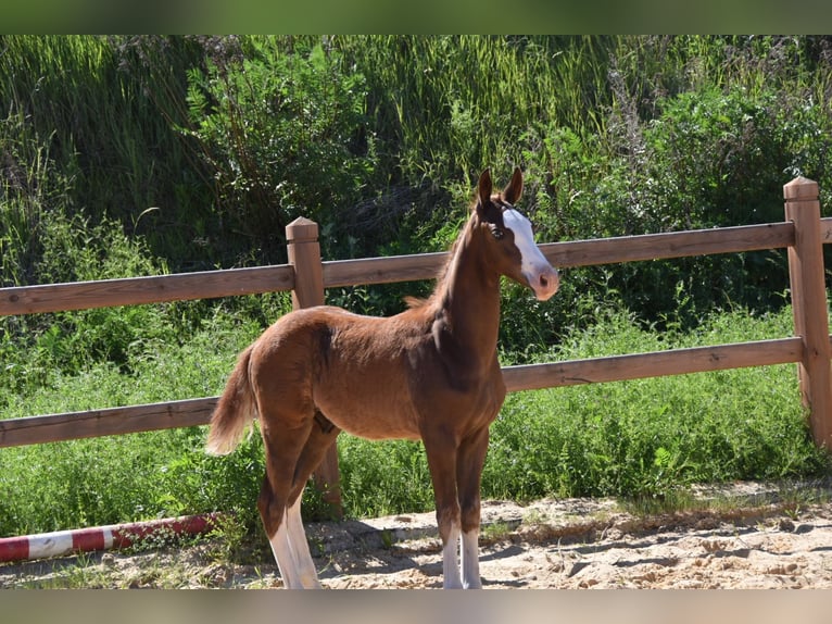 Deutsches Reitpony Hengst Fohlen (02/2026) Dunkelfuchs in WegelebenWegeleben