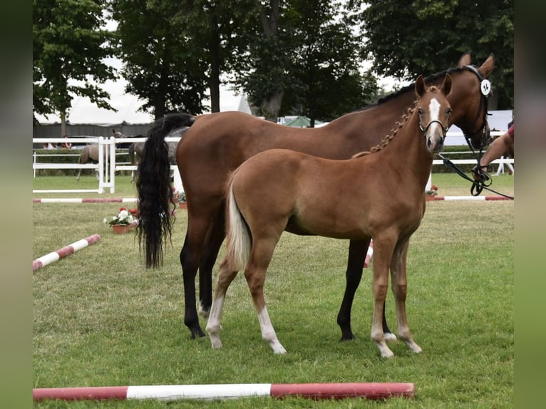 Deutsches Reitpony Hengst Fohlen (02/2026) Dunkelfuchs in WegelebenWegeleben