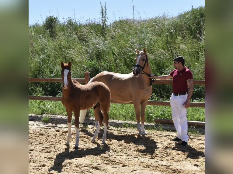 Deutsches Reitpony Hengst Fohlen (02/2026) Dunkelfuchs in WegelebenWegeleben