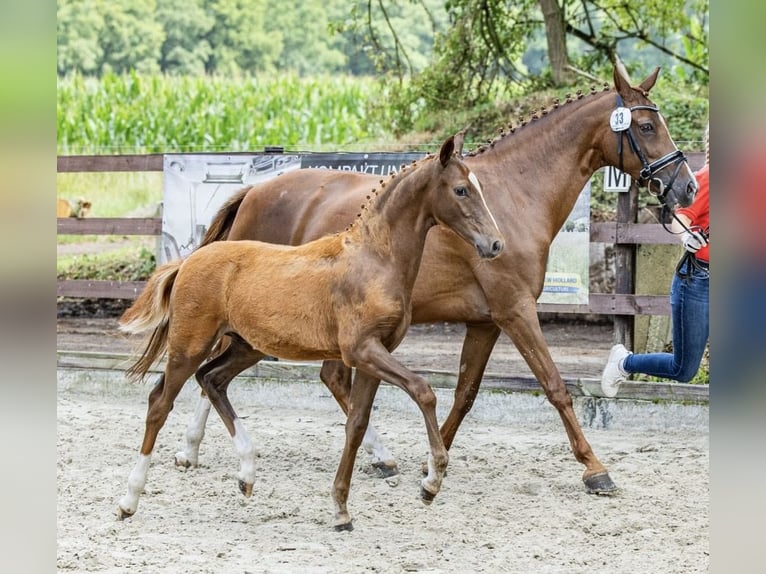 Deutsches Reitpony Hengst Fohlen (03/2025) Dunkelfuchs in Ostercappeln