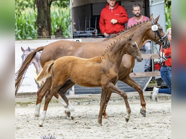 Deutsches Reitpony Hengst Fohlen (03/2025) Dunkelfuchs in Ostercappeln