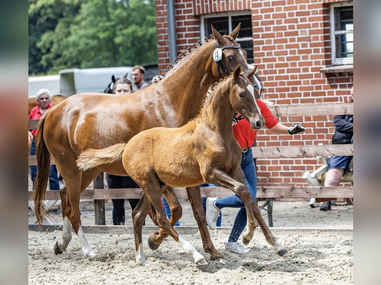 Deutsches Reitpony Hengst Fohlen (03/2025) Dunkelfuchs in Ostercappeln