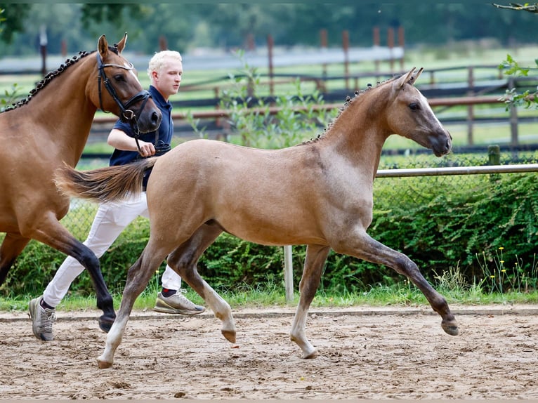 Deutsches Reitpony Hengst Fohlen (03/2024) Falbe in Bösel