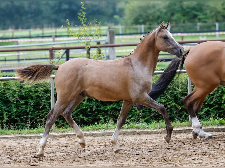 Deutsches Reitpony Hengst Fohlen (03/2024) Falbe in Bösel