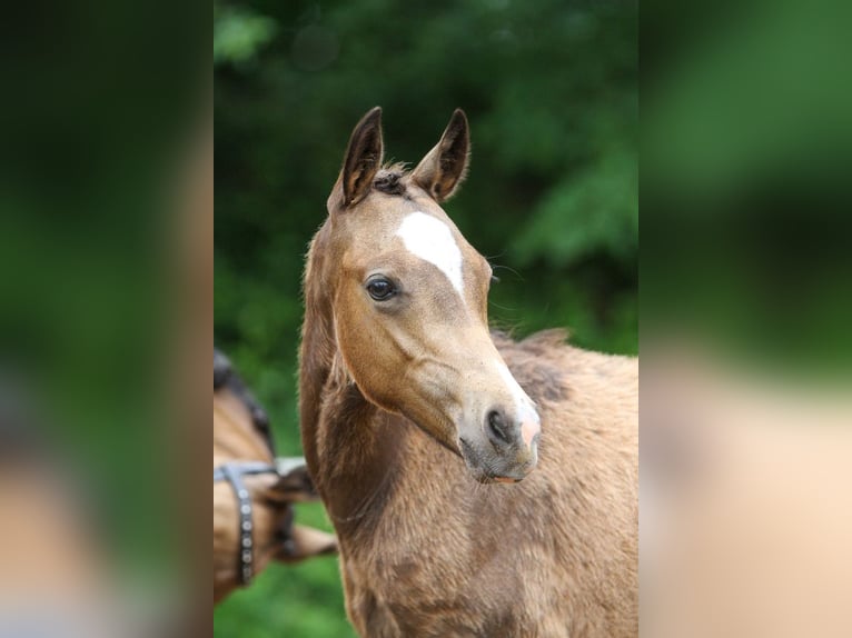 Deutsches Reitpony Hengst Fohlen (01/2024) Falbe in Bremervörde