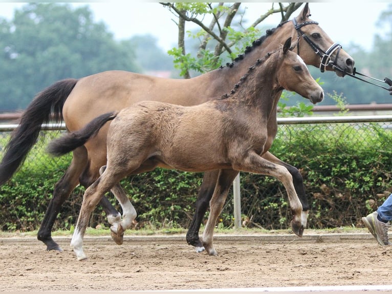 Deutsches Reitpony Hengst Fohlen (01/2024) Falbe in Bremervörde